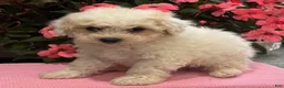 Bichpoo dogs for sale: Kristy - Ad 8
