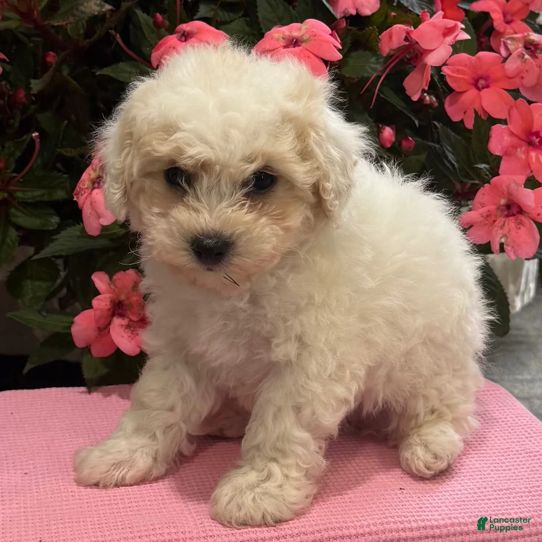 Bichpoo dogs for sale: Kristy - Ad 8