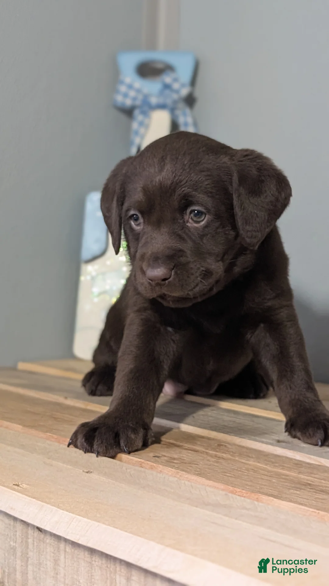 Labrador Retriever dogs for sale: Jade - Ad 2