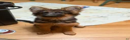 German Shepherd dogs for sale: Cuddles - Ad 4