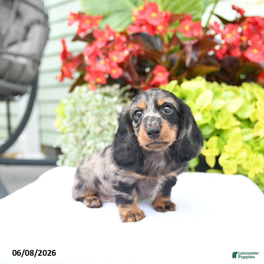 Miniature Dachshund dogs Orbit - Ad 2