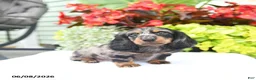 Miniature Dachshund dogs for sale: Orbit - Ad 2