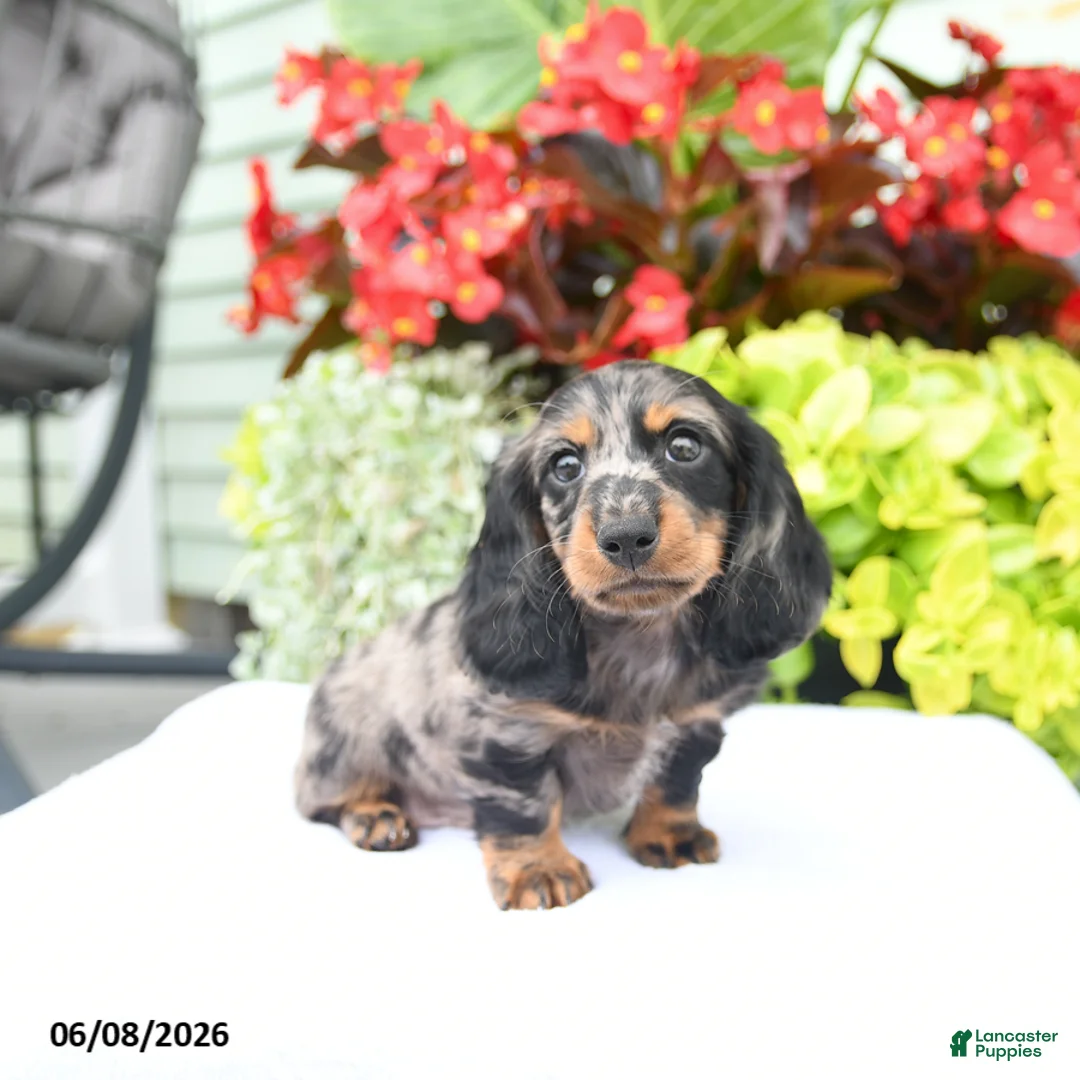 Miniature Dachshund dogs for sale: Orbit - Ad 2