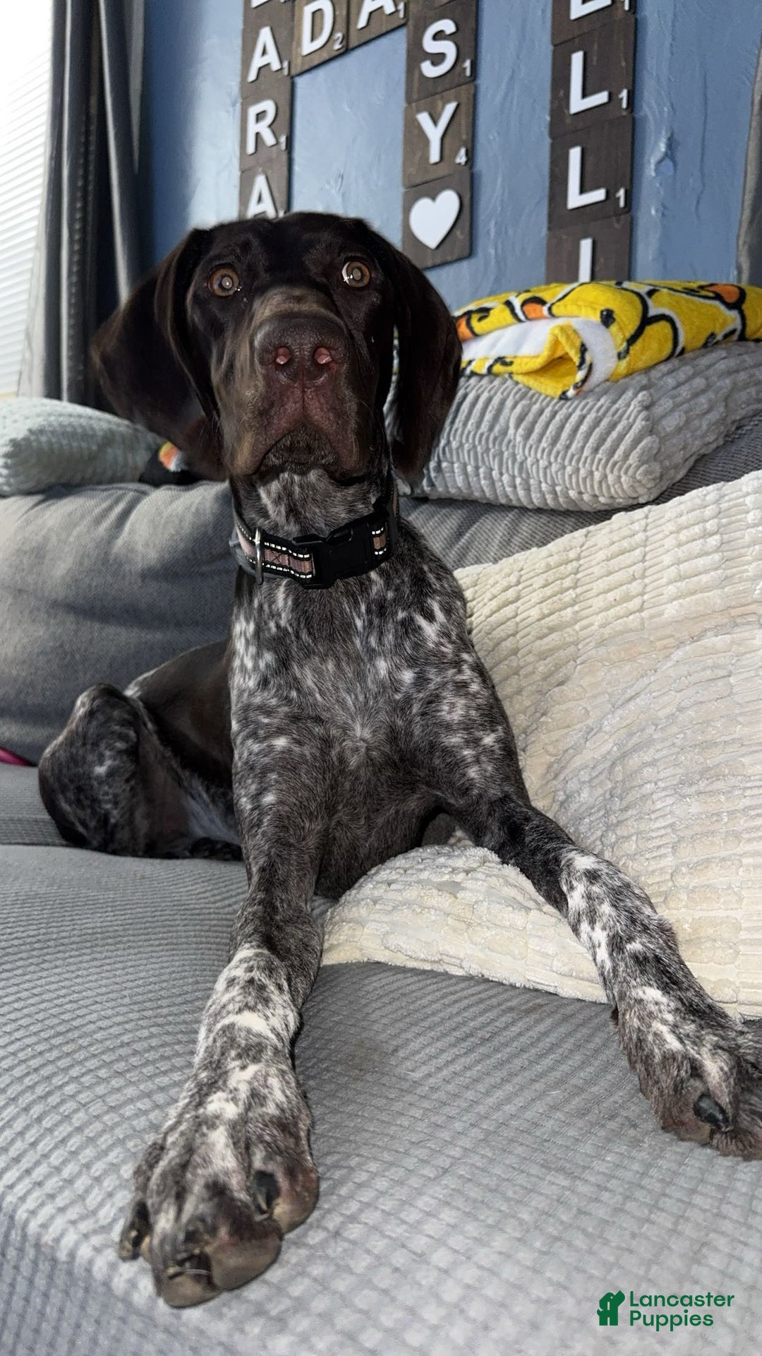 German Shorthaired Pointer dogs for sale: German Shorthaired Pointer Puppy 1 - Ad 1