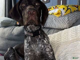 German Shorthaired Pointer dogs German Shorthaired Pointer Puppy 1 - Ad 21
