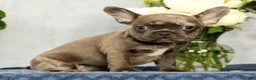 French Bulldog dogs for sale: Paula - Ad 3