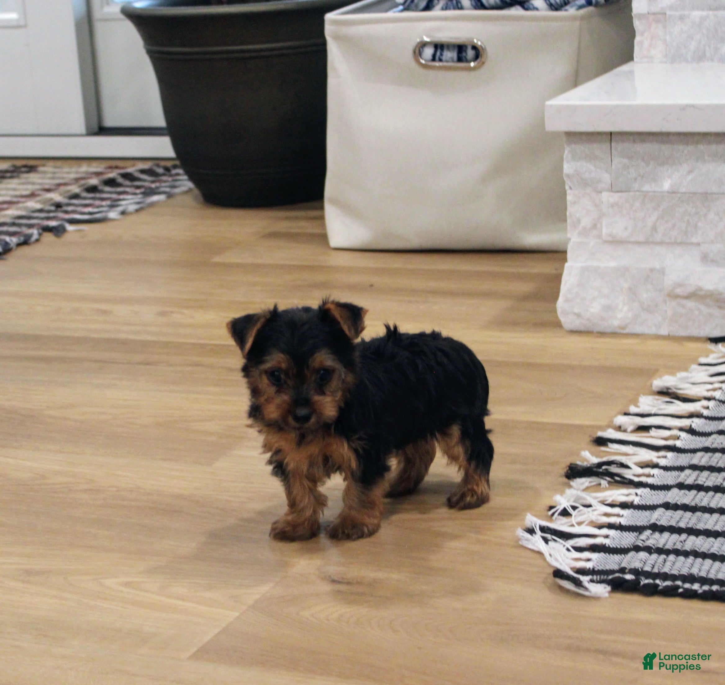 Yorkshire Terrier dogs Robot - Ad 39