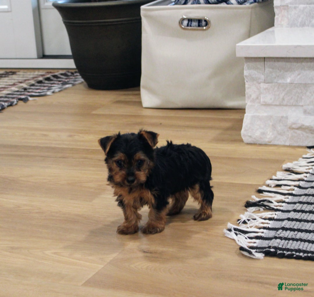 Yorkshire Terrier dogs for sale: Robot - Ad 1