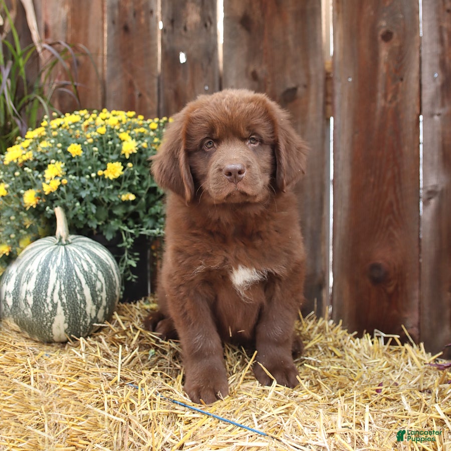 Newfoundland dogs Grizzly - Ad 1