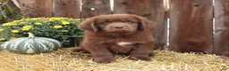 Newfoundland dogs for sale: Grizzly - Ad 1