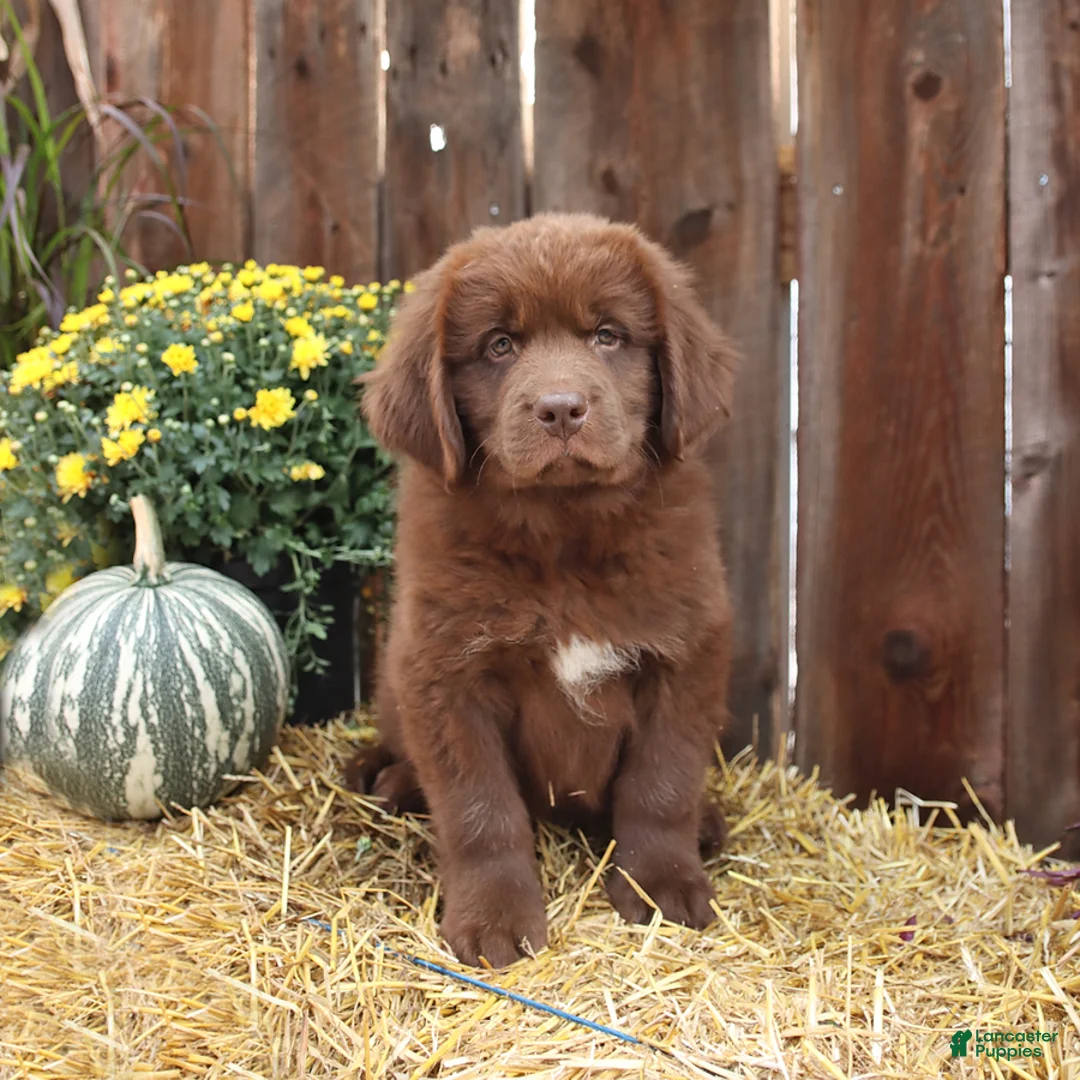 Newfoundland dogs for sale: Grizzly - Ad 1