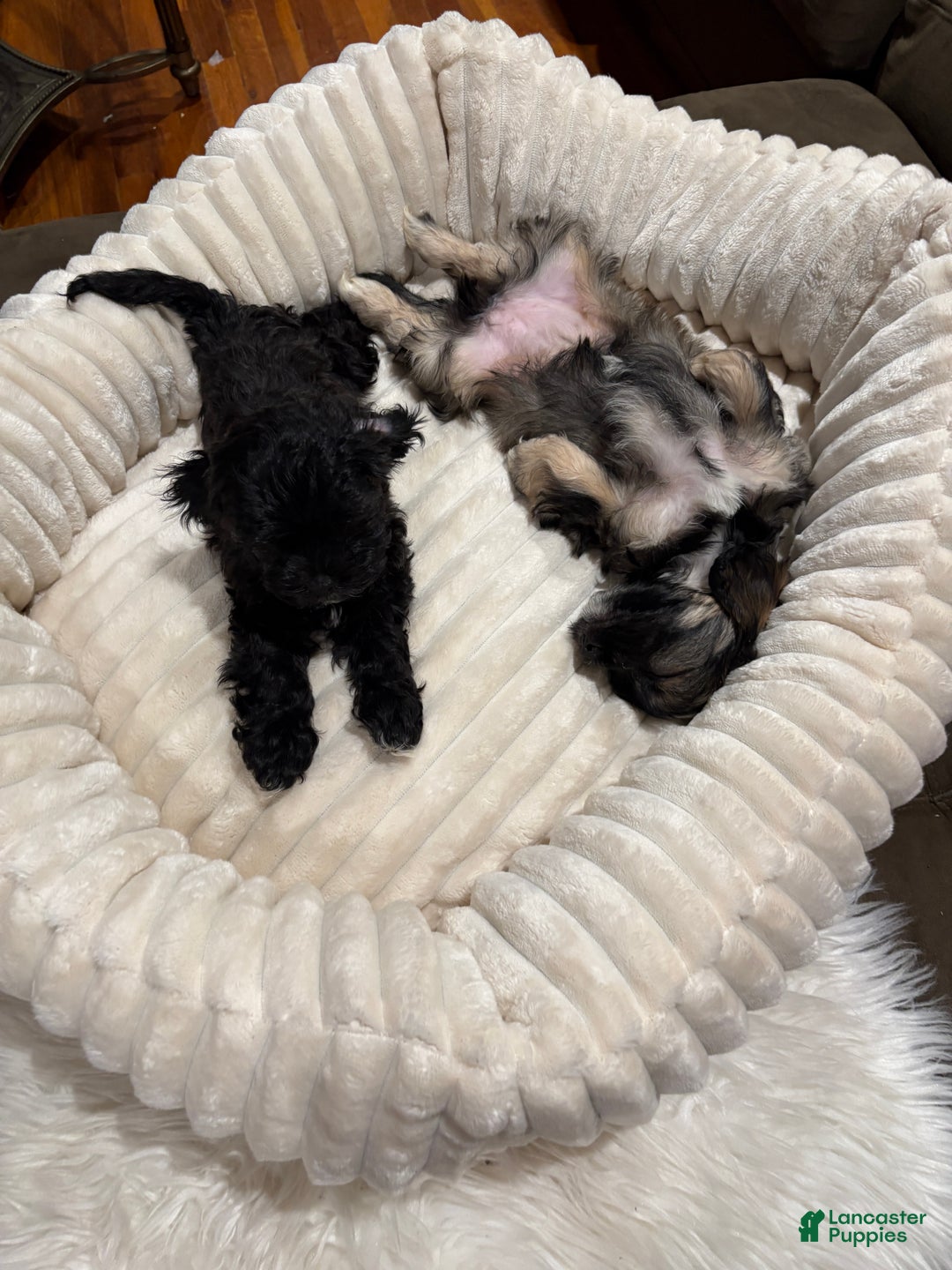 Mixed Breed dogs for sale: Mixed Breed Puppy 1 - Ad 1