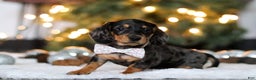 Miniature Dachshund dogs for sale: Macy - Ad 3
