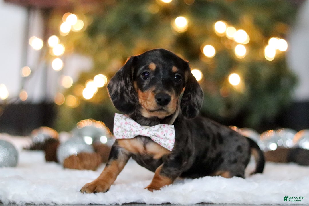 Miniature Dachshund dogs for sale: Macy - Ad 3