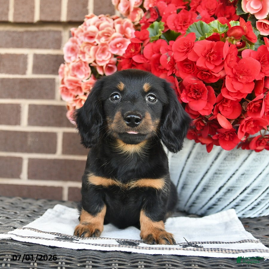 Miniature Dachshund dogs for sale: Tippy  - Ad 2