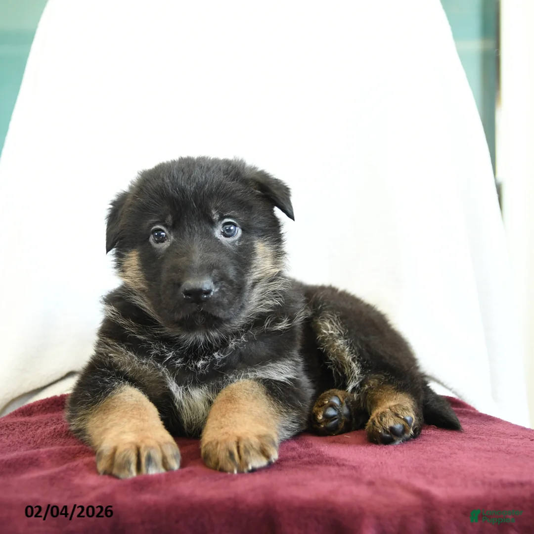 German Shepherd dogs for sale: Admiral - Ad 3