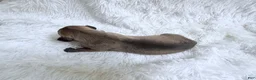 Great Dane dogs for sale: Latte - Ad 2