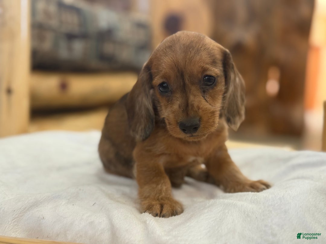 Miniature Dachshund dogs for sale: Pinto - Ad 7