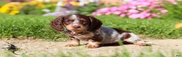 Dachshund dogs for sale: Sadie - Ad 5