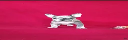 Frenchton dogs for sale: Brock - Ad 7