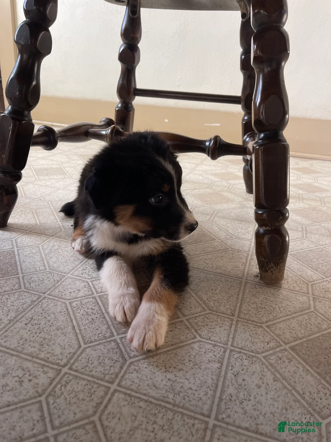 Australian Shepherd dogs for sale: Archer - Ad 12