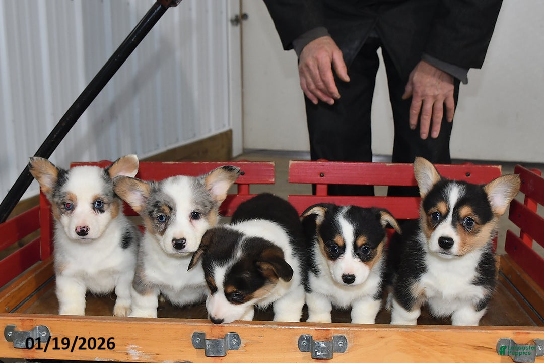 Welsh Corgi Pembroke dogs for sale: Lily - Ad 5