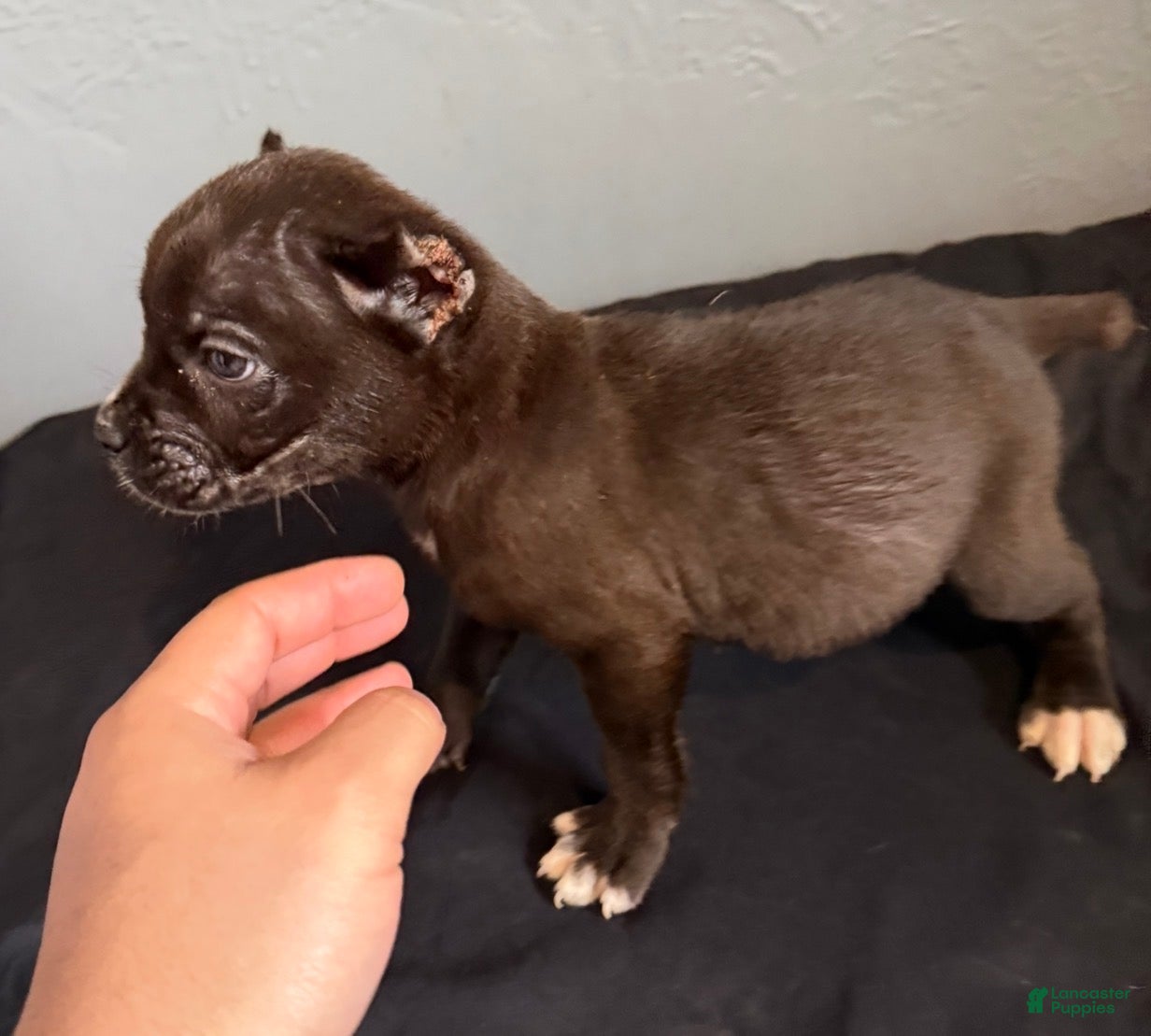 Cane Corso dogs Raven - Ad 24