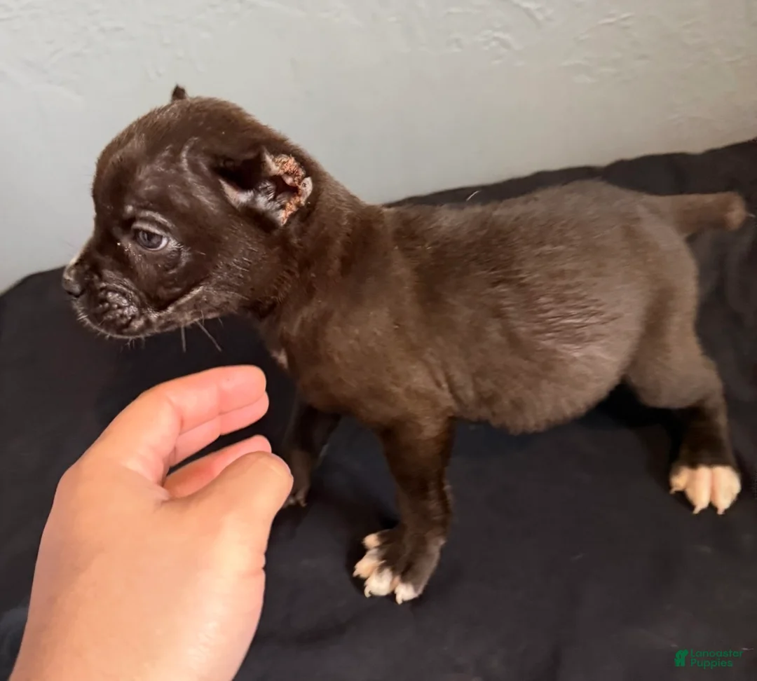 Cane Corso dogs for sale: Raven - Ad 1