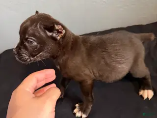 Cane Corso dogs Raven - Ad 24