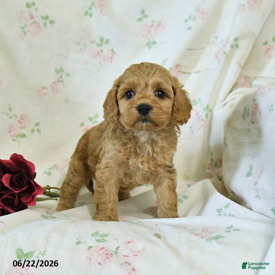 Cockapoo dogs Cuddles - Ad 1