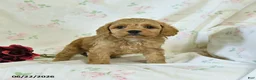 Cockapoo dogs for sale: Cuddles - Ad 1