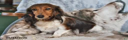 Miniature Dachshund dogs for sale: Teddy - Ad 6