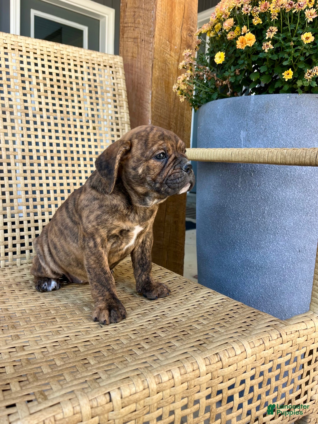Olde English Bulldogge dogs for sale: Penny - Ad 1