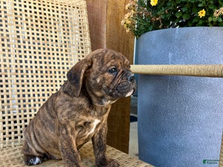 Olde English Bulldogge dogs Penny - Ad 7