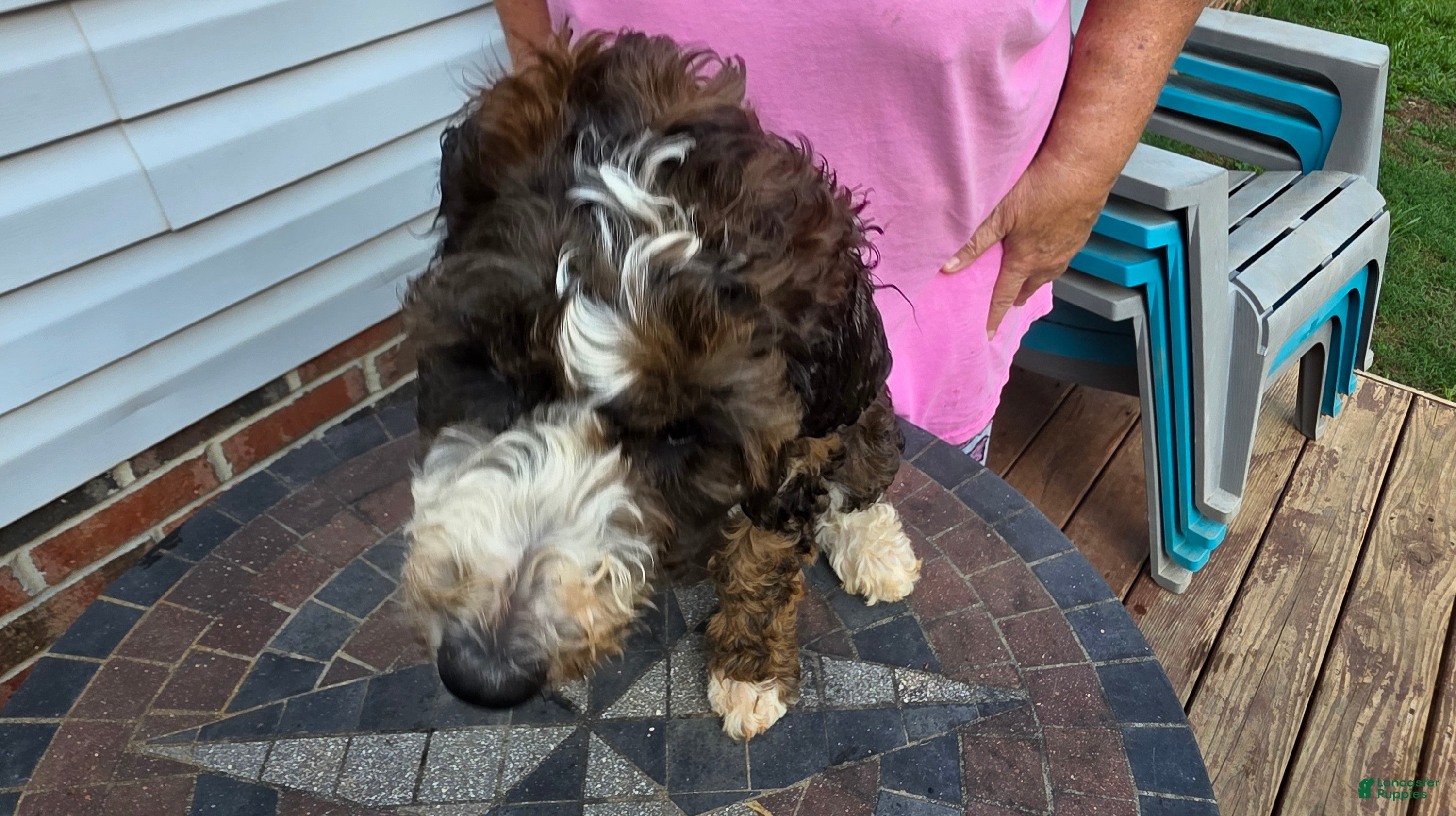 Bernedoodle dogs Sunrise - Ad 1