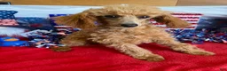 Toy Poodle dogs for sale: Scarlett - Ad 3