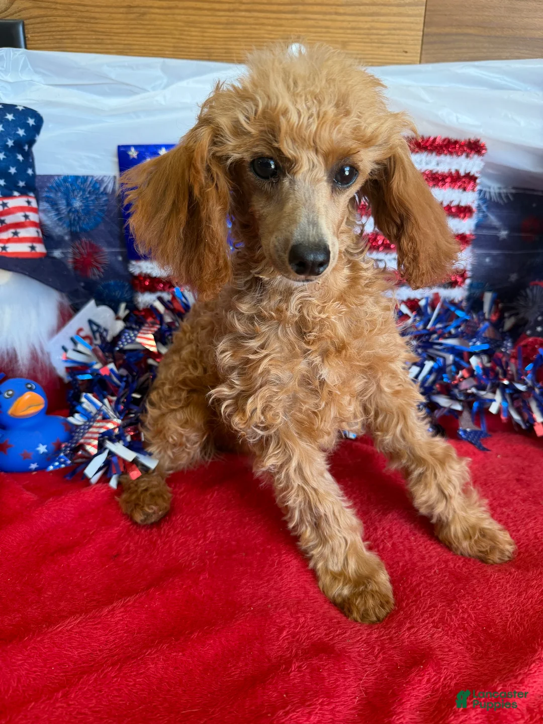 Toy Poodle dogs for sale: Scarlett - Ad 3