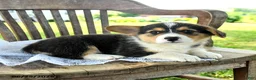 Welsh Corgi Pembroke dogs for sale: Reggie - Ad 3