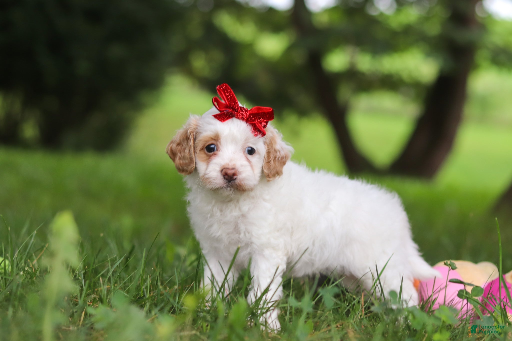 Cavapoo dogs Mia - Ad 2