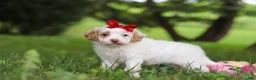 Cavapoo dogs for sale: Mia - Ad 2