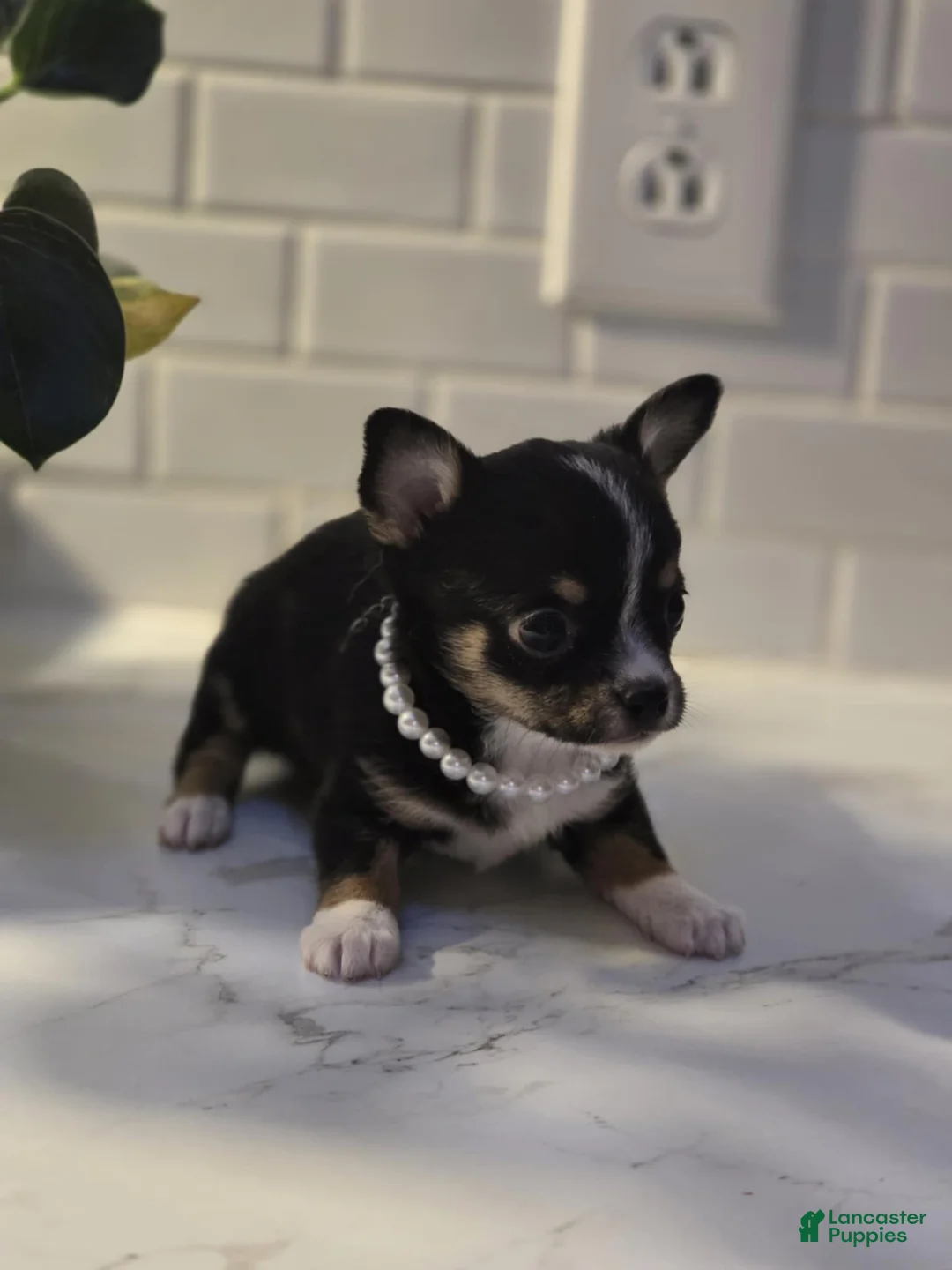 Chihuahua dogs for sale: lala - Ad 6