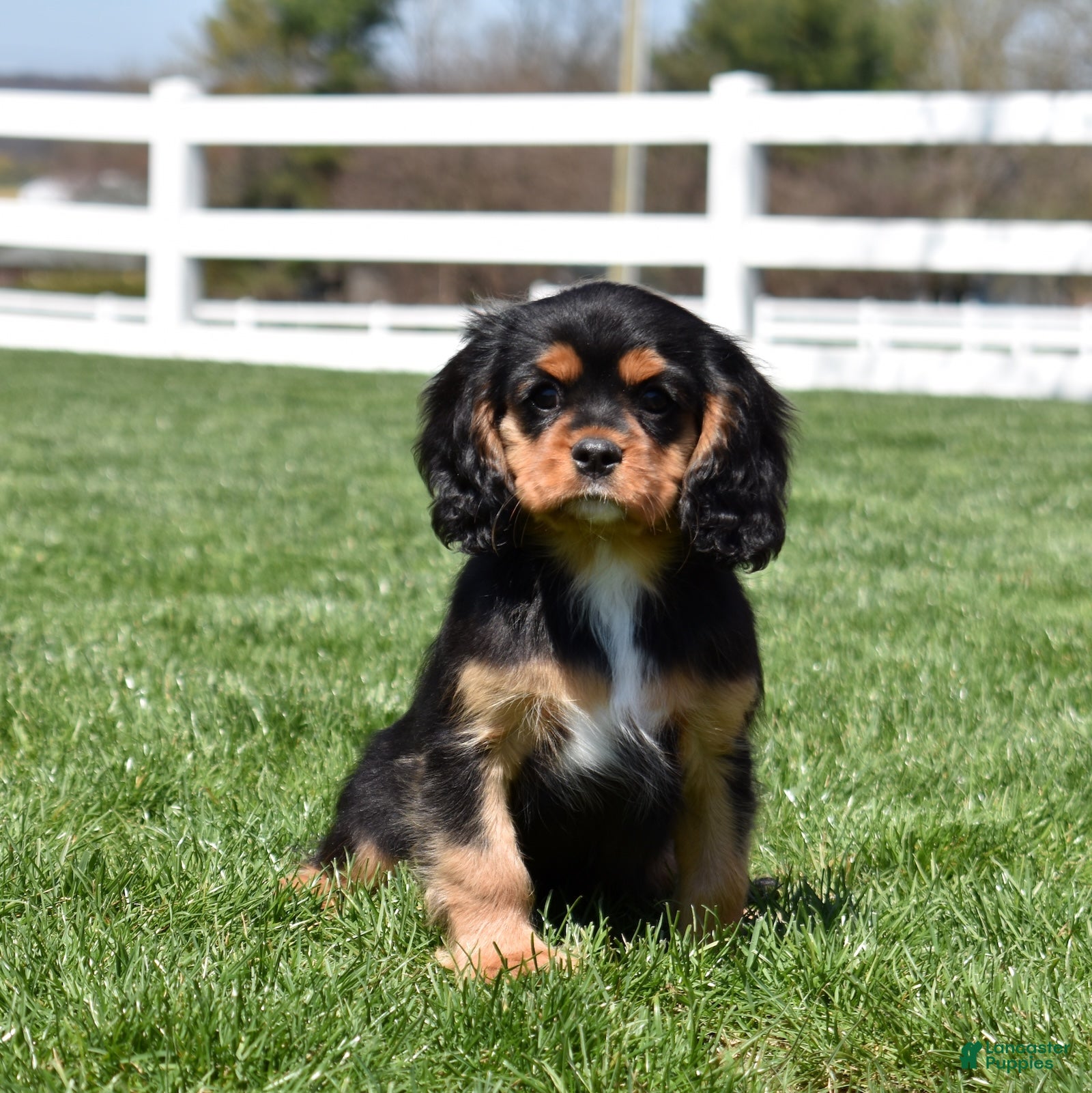Cavalier King Charles Spaniel dogs Aspen - Ad 1