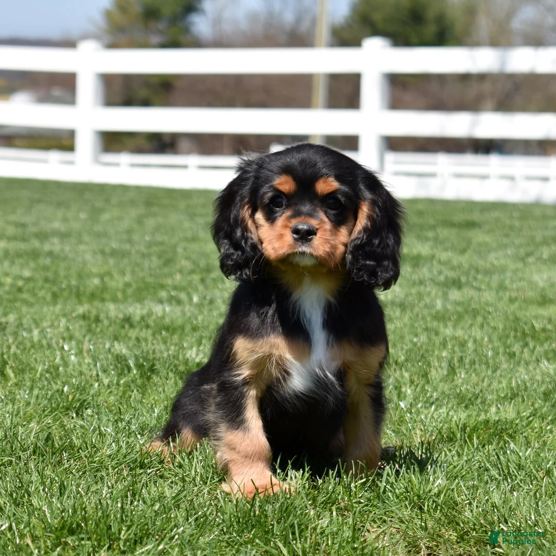 Cavalier King Charles Spaniel dogs for sale: Aspen - Ad 1
