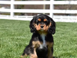 Cavalier King Charles Spaniel dogs for sale: Aspen - Ad 4