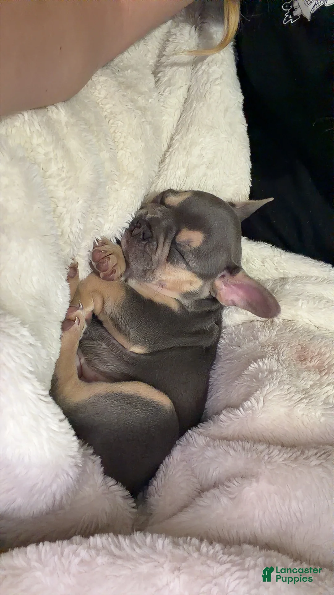 French Bulldog dogs for sale: Willow - Ad 1