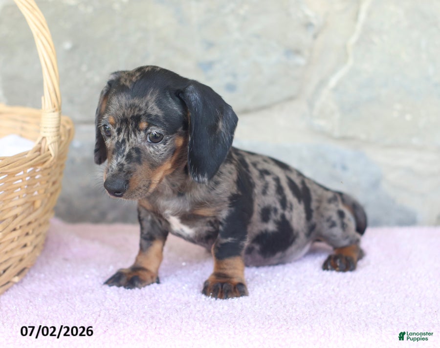 Miniature Dachshund dogs Carson - Ad 2