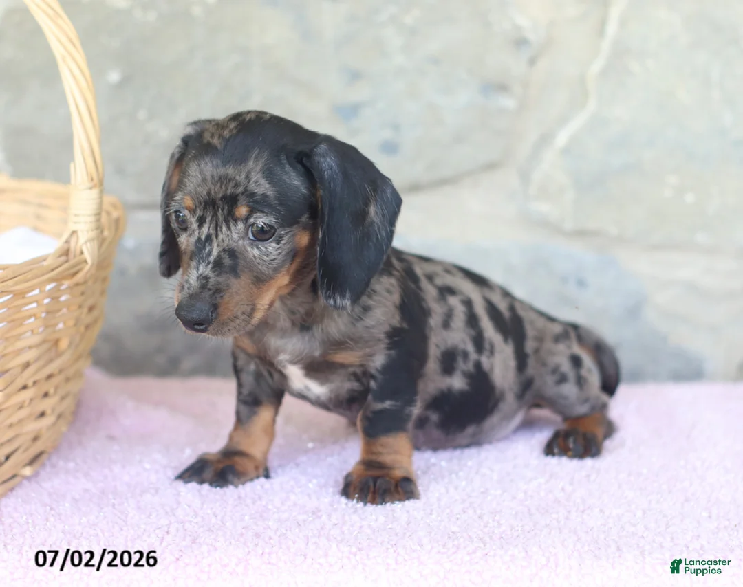 Miniature Dachshund dogs for sale: Carson - Ad 2