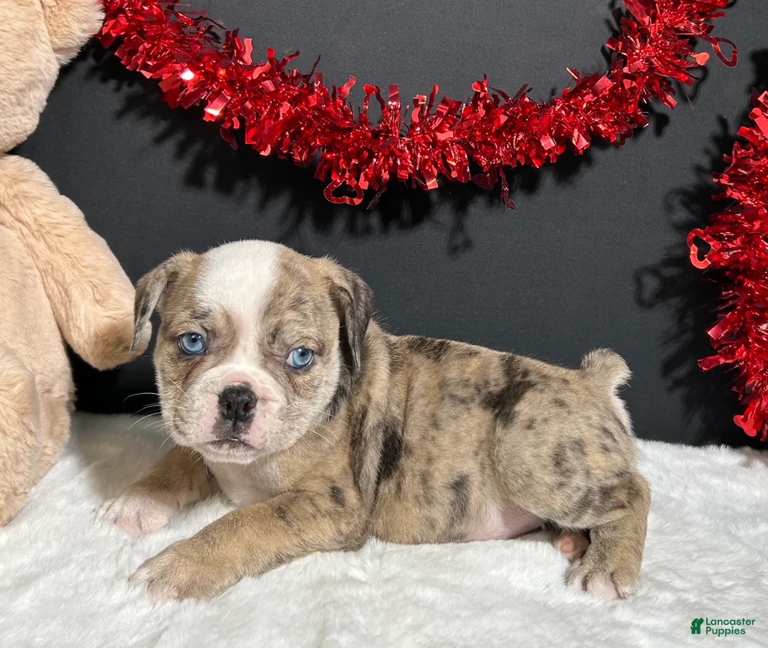 Beabull dogs for sale: Violet - Ad 2