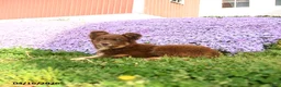 Australian Shepherd dogs for sale: Melody  - Ad 3