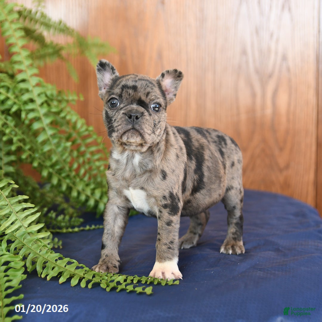 Frenchton dogs for sale: Lucky - Ad 2